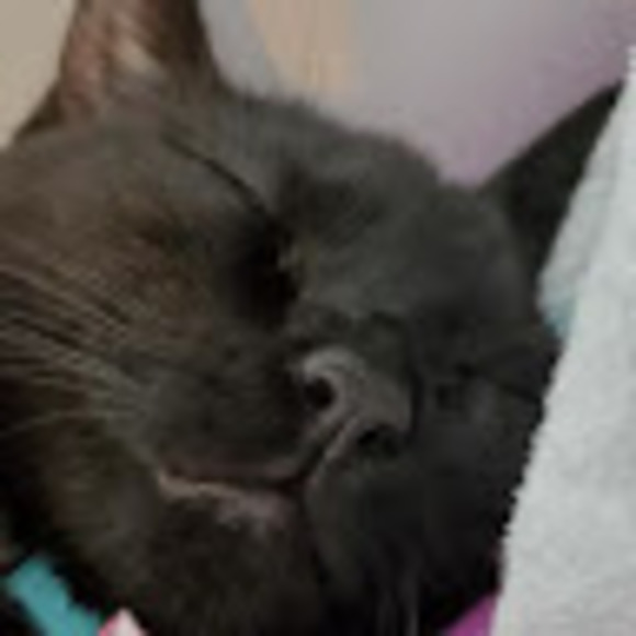 Meet your Posher, Angelique - Picture 1 of 1